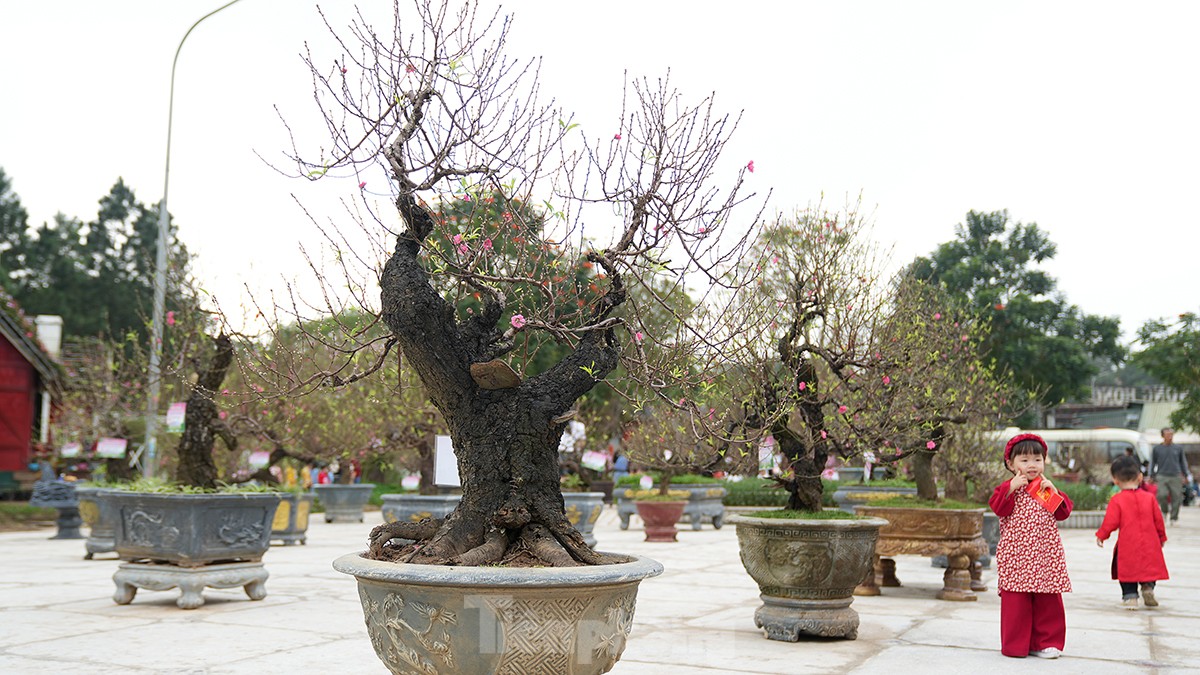 Chiêm ngưỡng những cây đào truyền thống ở Hà Nội lần đầu tiên &quot;dự thi sắc đẹp&quot; - Ảnh 8.