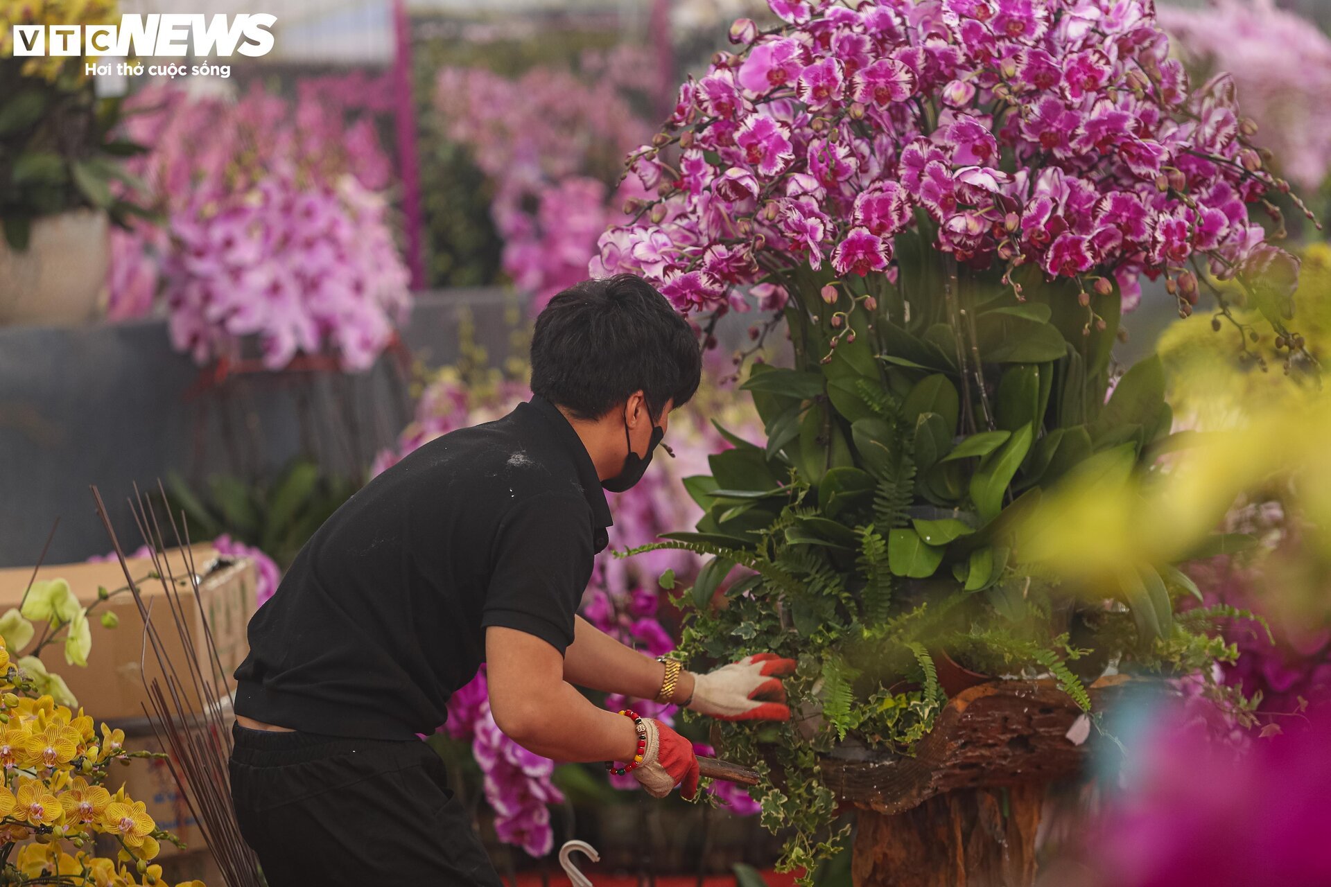 Lan hồ điệp đủ loại khoe sắc, người Hà Nội xuống tiền triệu mua hoa - Ảnh 13.