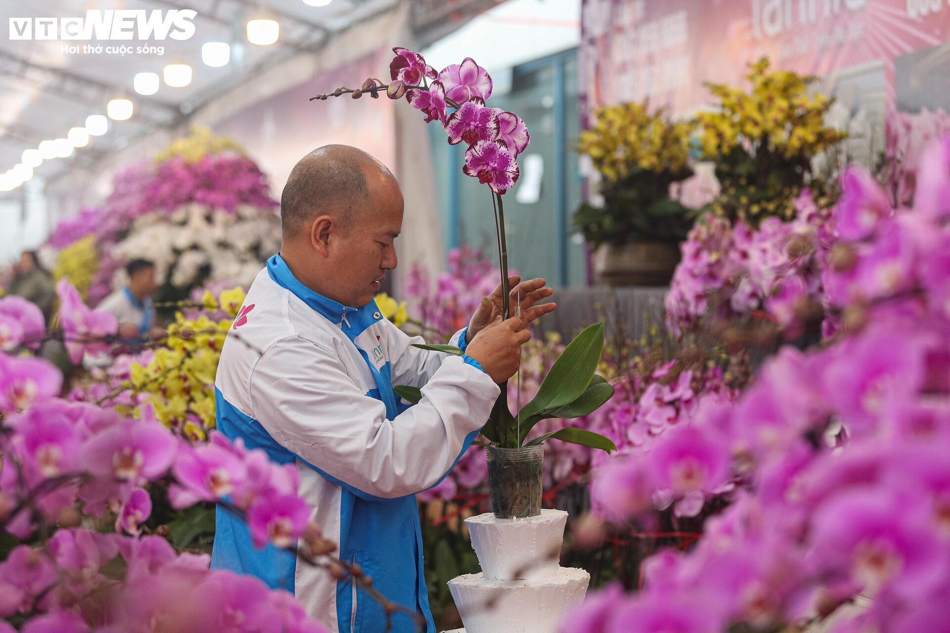 Lan hồ điệp đủ loại khoe sắc, người Hà Nội xuống tiền triệu mua hoa - Ảnh 12.