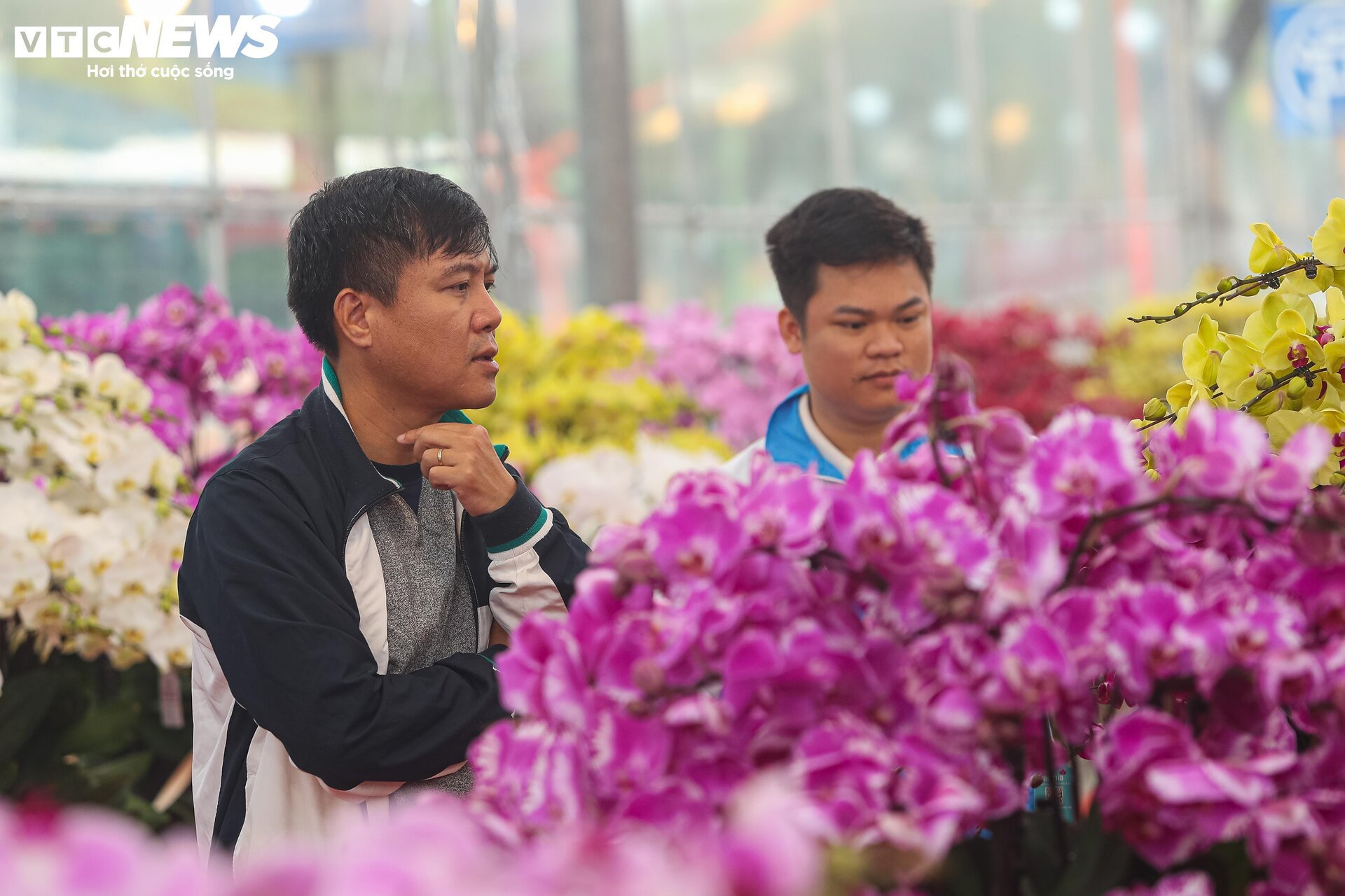 Lan hồ điệp đủ loại khoe sắc, người Hà Nội xuống tiền triệu mua hoa - Ảnh 16.