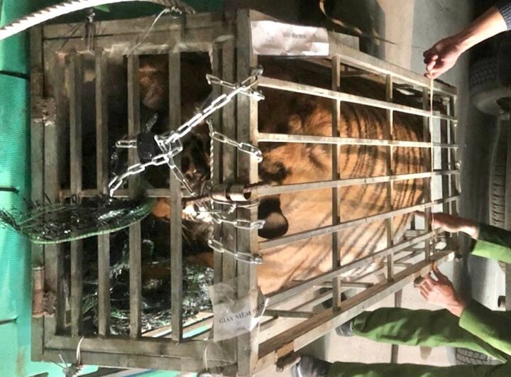 Bắt kẻ vận chuyển con hổ nặng 200kg ở Quảng Trị - Ảnh 1.