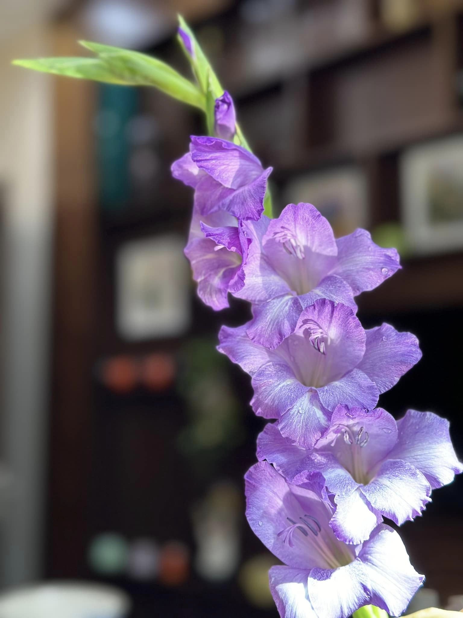 Loài hoa tượng trưng cho may mắn, Tết này cắm một bình trong nhà, đảm bảo cả năm vượng tài, vui vẻ, giá lại rẻ - Ảnh 23.