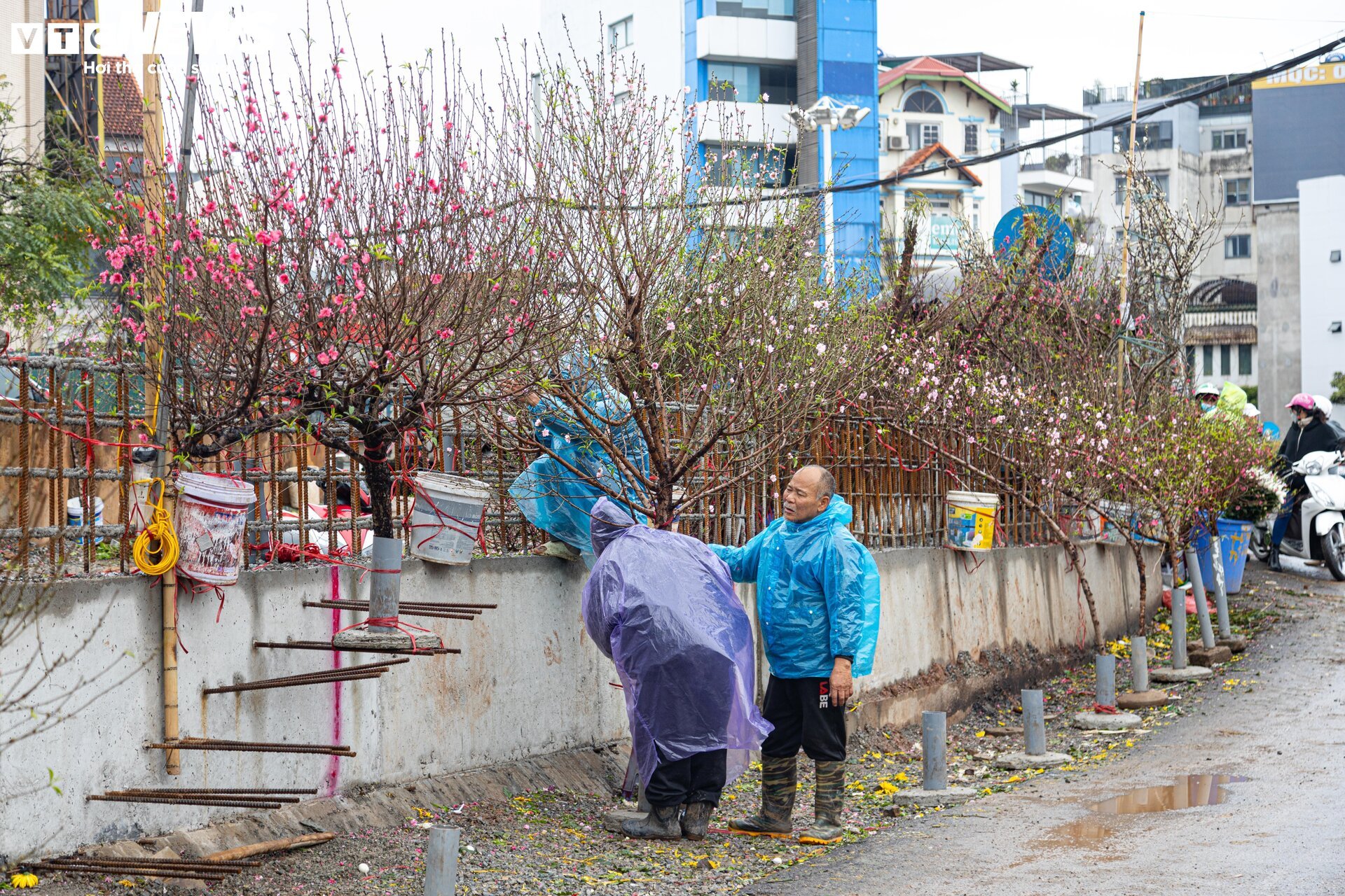 Hà Nội mưa rét đỉnh điểm, người bán 'ôm' cây cảnh Tết, sốt ruột chờ khách mua - Ảnh 7.