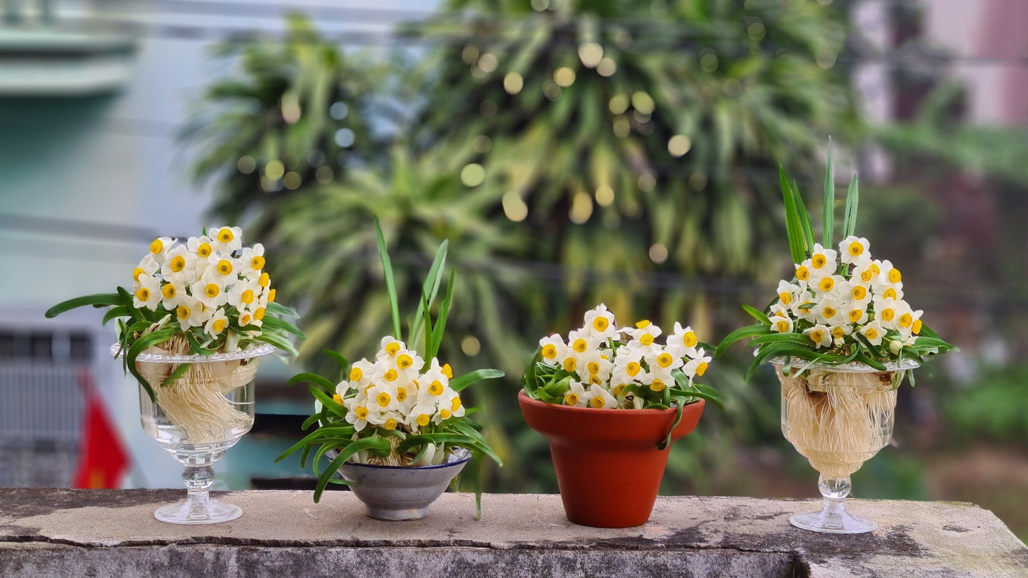 4 loại hoa vô cùng thích hợp để trồng trong nhà dịp Tết Nguyên đán - Ảnh 3.