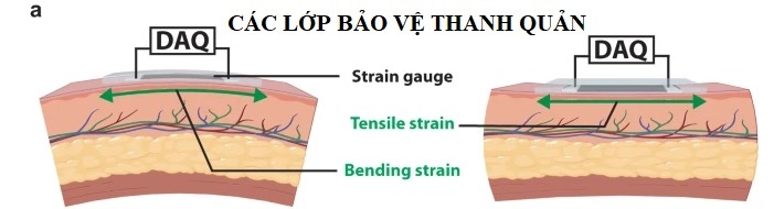 7 bí quyết quan trọng để giữ giọng khỏe trong suốt mùa lạnh - Ảnh 1.