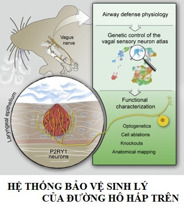 7 bí quyết quan trọng để giữ giọng khỏe trong suốt mùa lạnh - Ảnh 3.