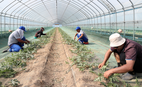 Góc khuất của người lao động nước ngoài tại Hàn Quốc: Sống tạm bợ trong nhà kính trồng cây, co ro chịu đựng thời tiết âm độ giá lạnh - Ảnh 1.