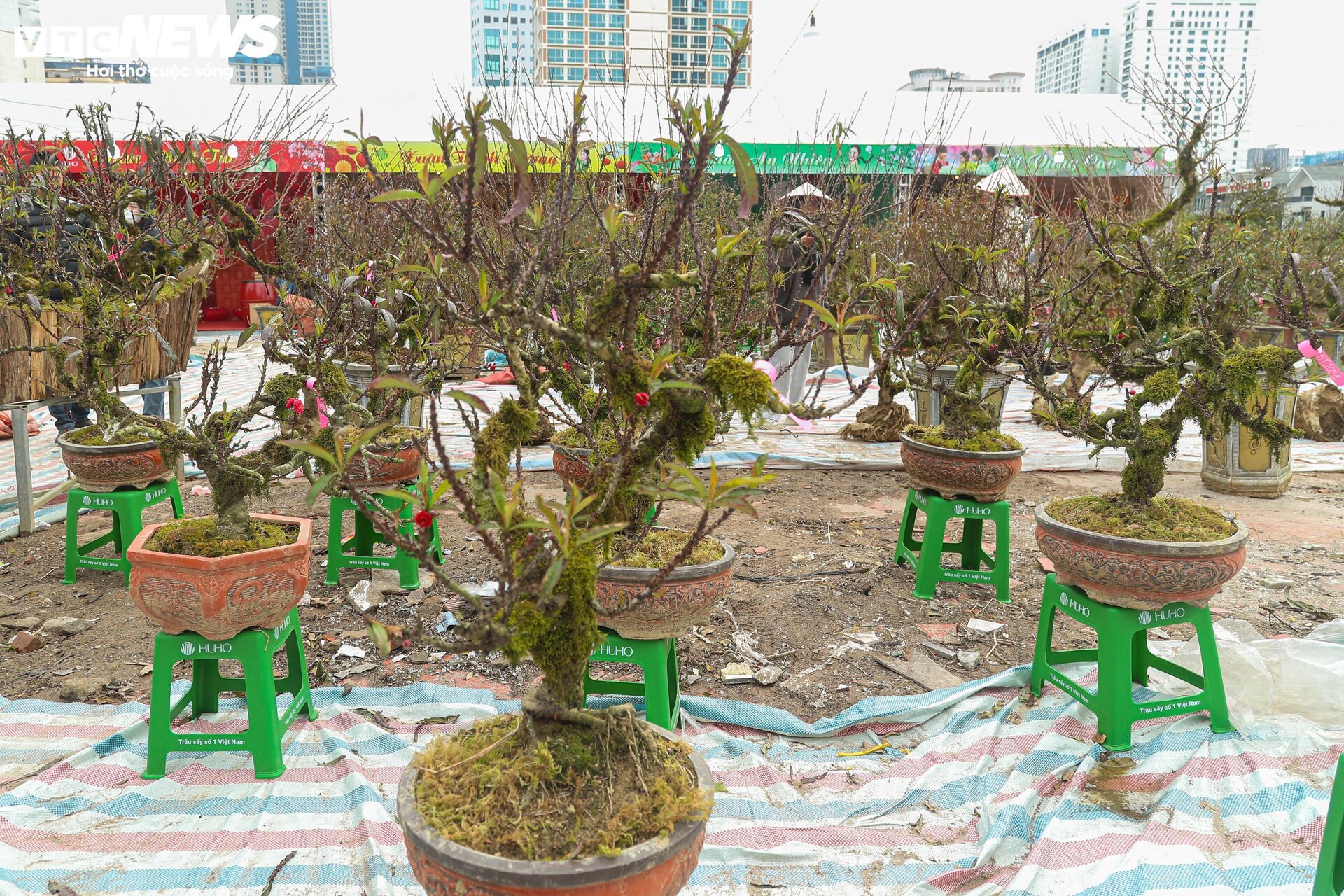Nhất chi mai khoe sắc tinh khôi, giá chục triệu đồng vẫn hút khách - Ảnh 2. Nhất chi mai khoe sắc tinh khôi, giá chục triệu đồng vẫn hút khách - Ảnh 2.