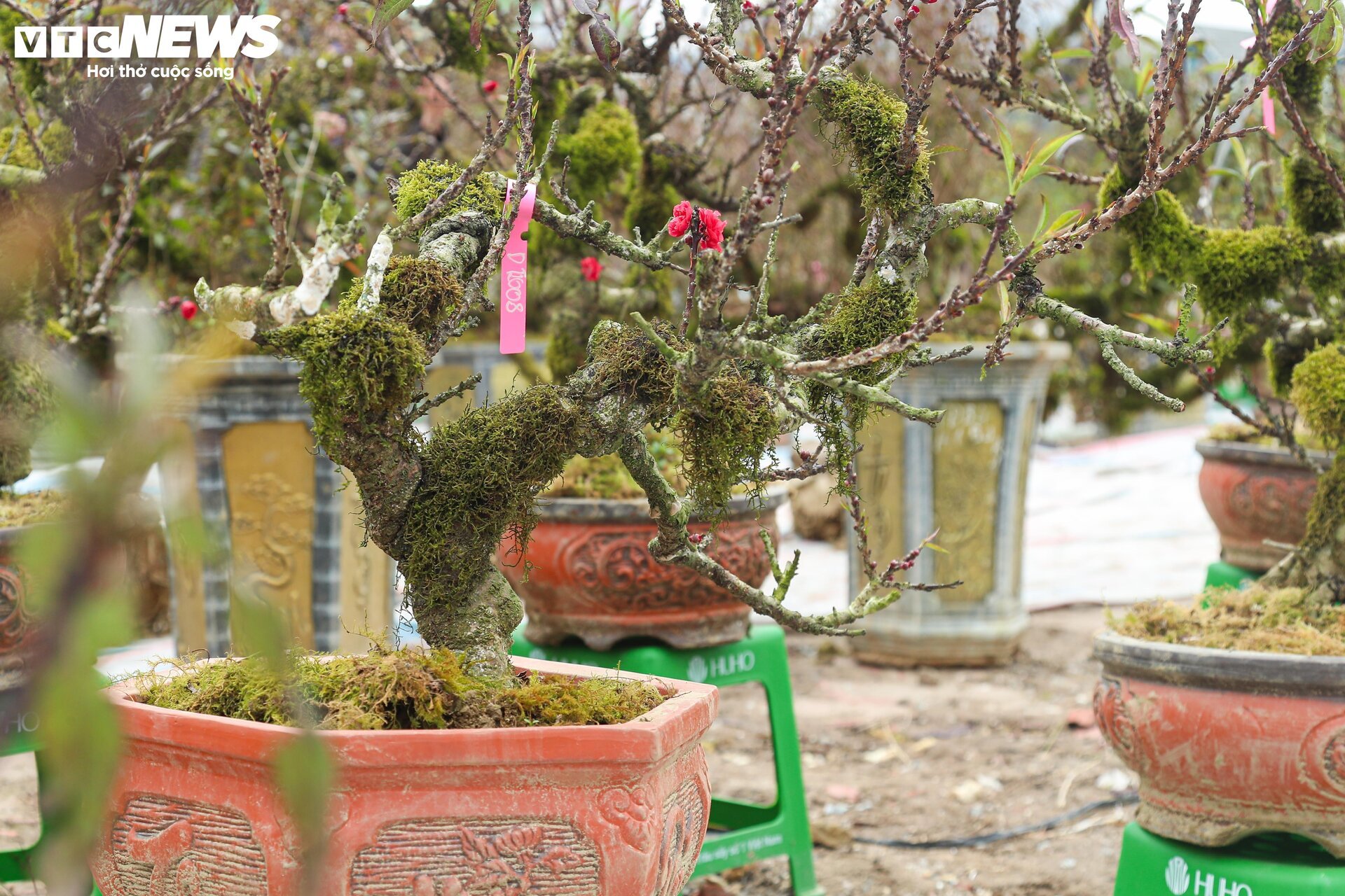 Nhất chi mai khoe sắc tinh khôi, giá chục triệu đồng vẫn hút khách - Ảnh 5. Nhất chi mai khoe sắc tinh khôi, giá chục triệu đồng vẫn hút khách - Ảnh 5.