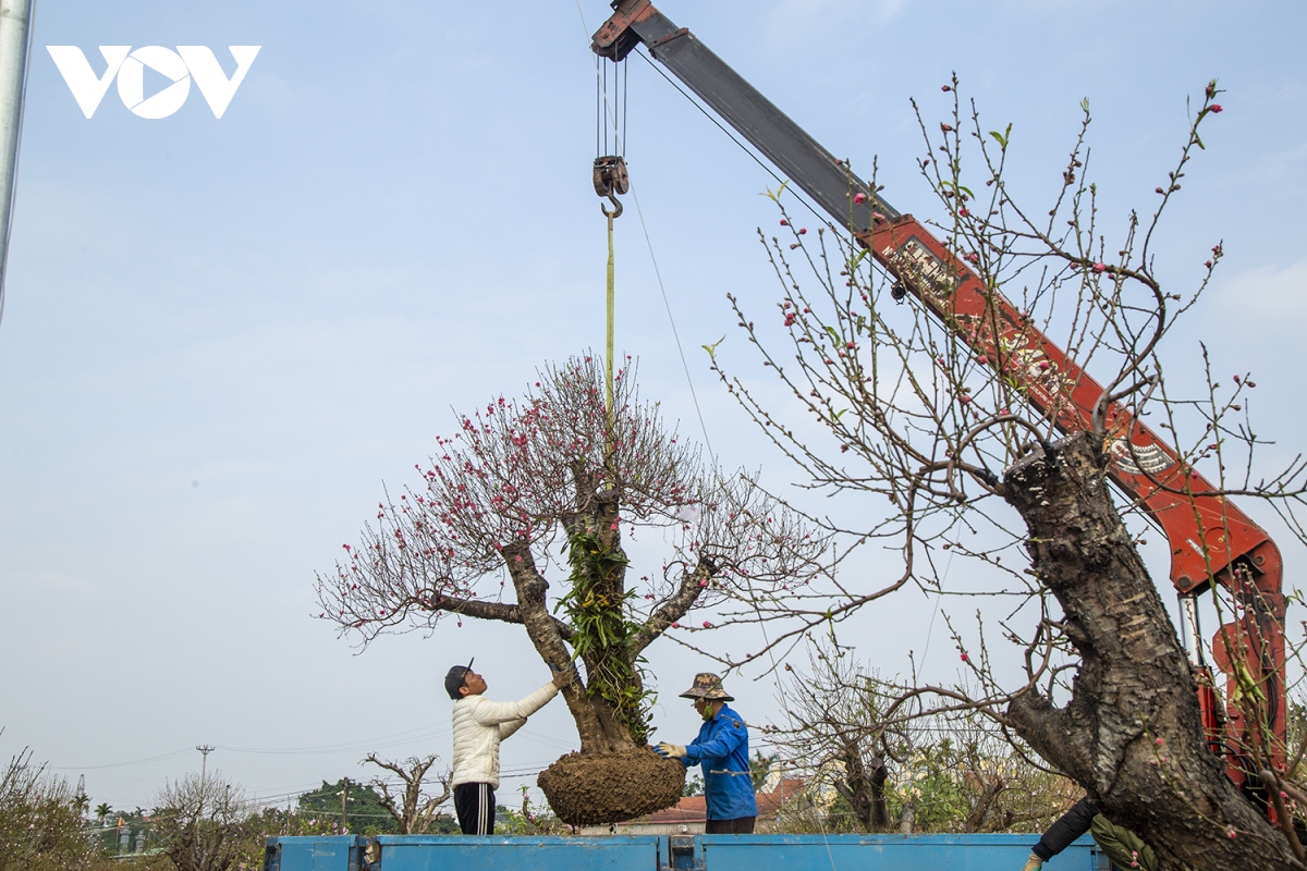 &quot;Thủ phủ&quot; trồng đào cảnh lớn nhất ở Hải Phòng tất bật những ngày cận Tết - Ảnh 11.