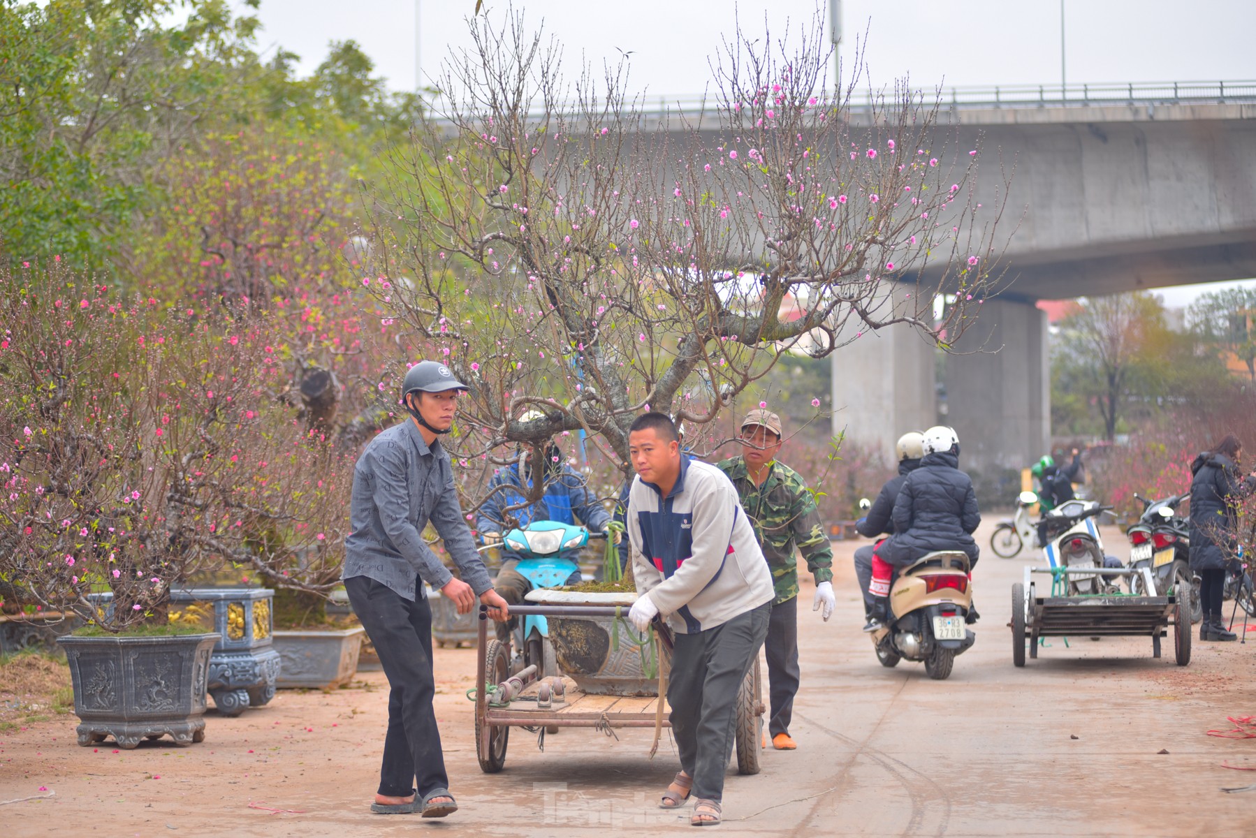 Đào huyền Nhật Tân giá tiền triệu hút khách dịp Tết Giáp Thìn - Ảnh 9.