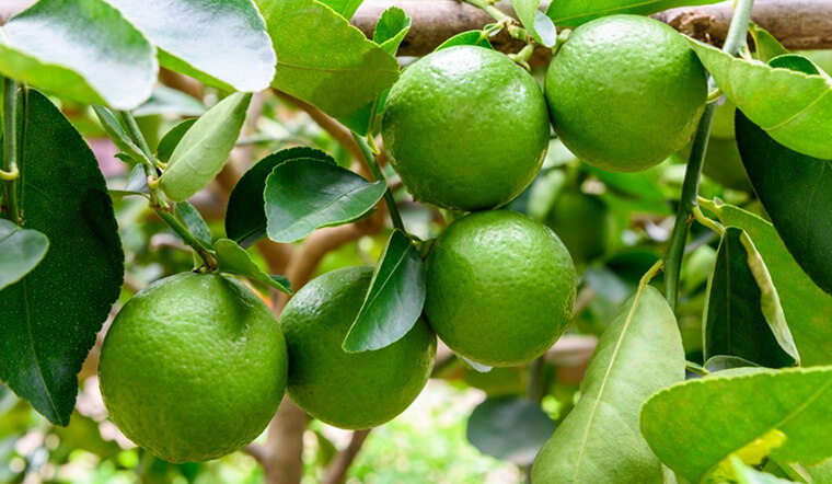 6 loại quả là “thần dược” hạ đường huyết, giàu chất xơ, giảm cân hiệu quả: Tết đến nhà nào cũng có nhiều- Ảnh 1. 6 loại quả là “thần dược” hạ đường huyết, giàu chất xơ, giảm cân hiệu quả: Tết đến nhà nào cũng có nhiều- Ảnh 1.