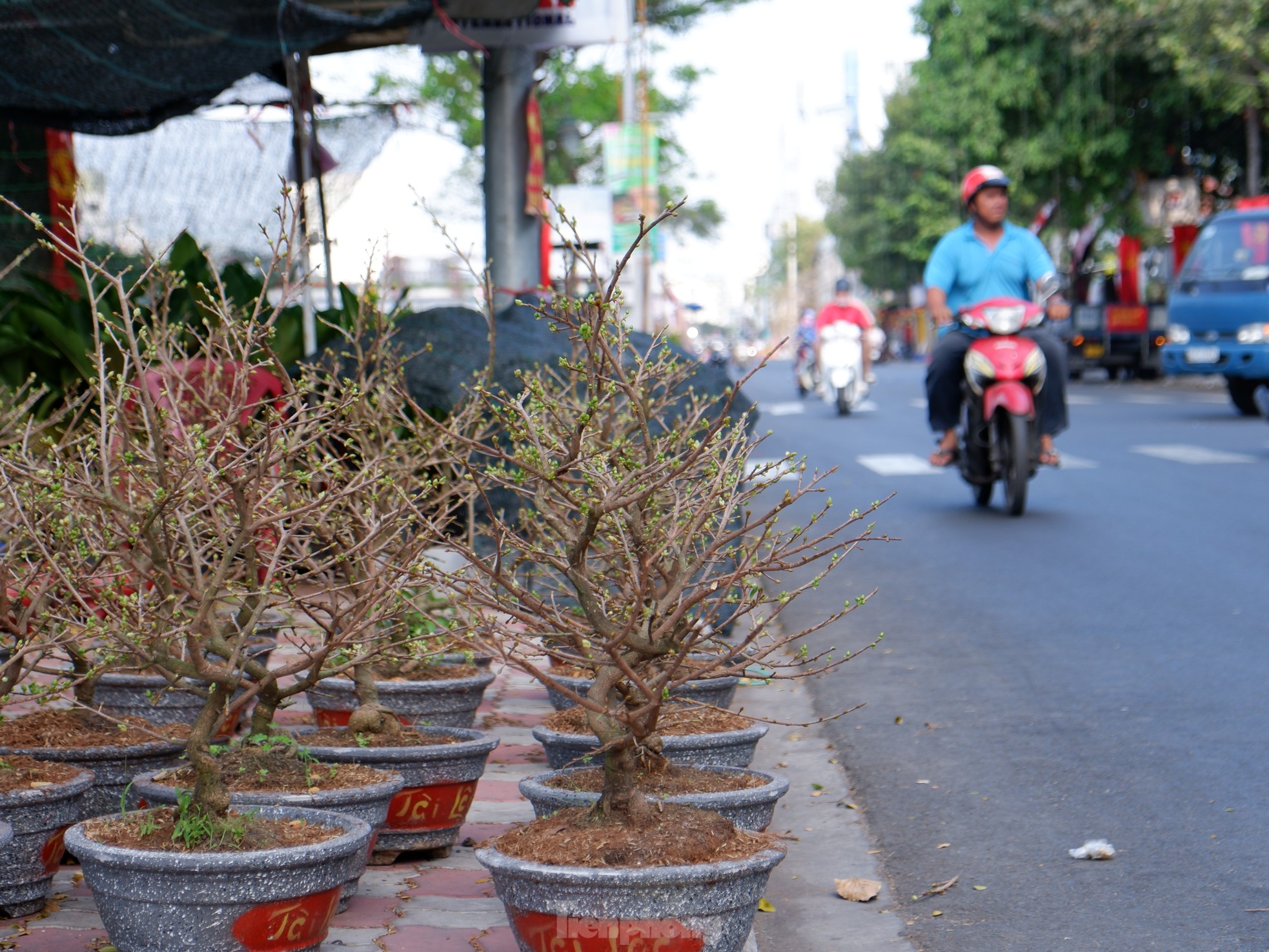 Thuyền hoa, cây cảnh cập bến Bình Đông phục vụ người dân TPHCM chơi Tết - Ảnh 5.