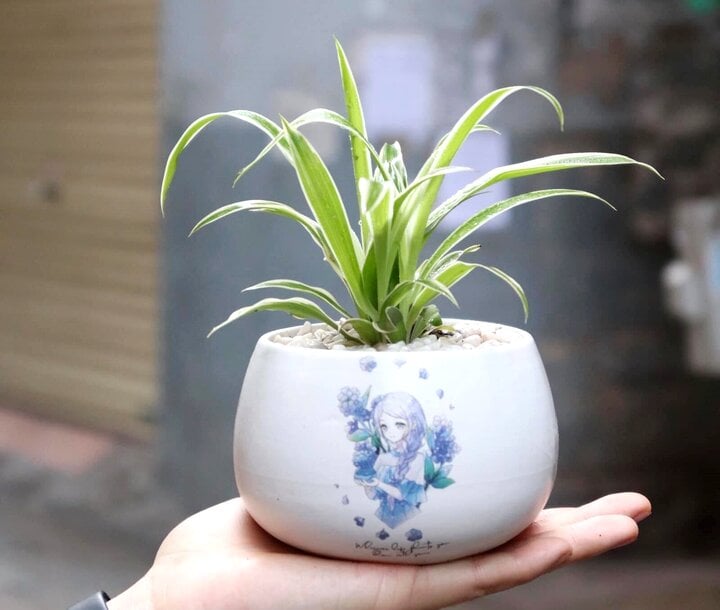 Loại cây để bàn làm việc dễ chăm sóc, hút tài lộc - Ảnh 1. Loại cây để bàn làm việc dễ chăm sóc, hút tài lộc - Ảnh 1.