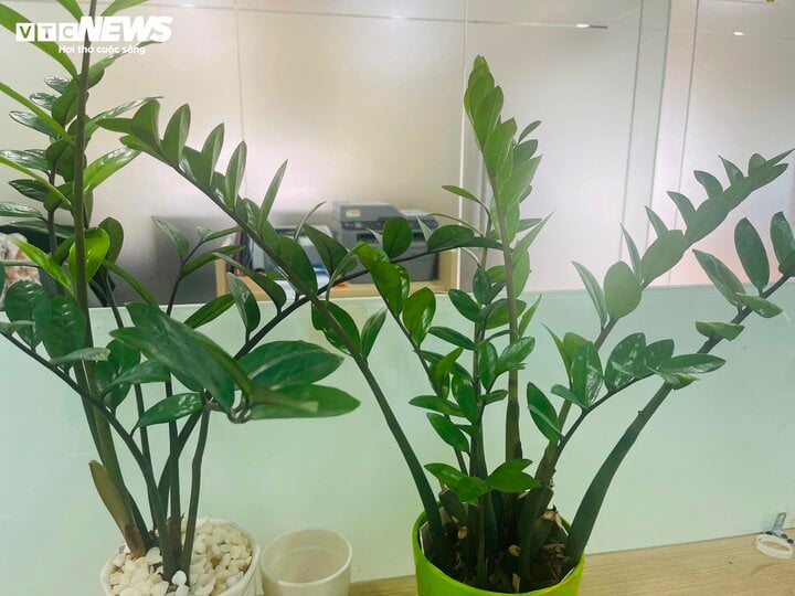 Loại cây để bàn làm việc dễ chăm sóc, hút tài lộc - Ảnh 2. Loại cây để bàn làm việc dễ chăm sóc, hút tài lộc - Ảnh 2.