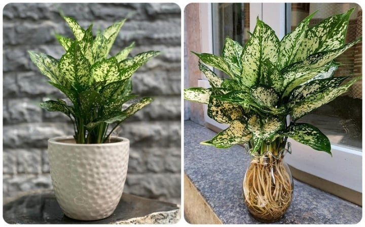 Loại cây để bàn làm việc dễ chăm sóc, hút tài lộc - Ảnh 9. Loại cây để bàn làm việc dễ chăm sóc, hút tài lộc - Ảnh 9.