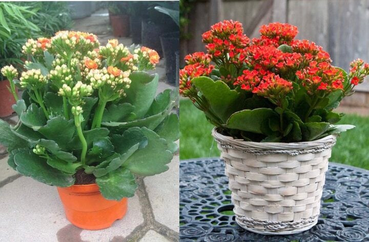 Loại cây để bàn làm việc dễ chăm sóc, hút tài lộc - Ảnh 8. Loại cây để bàn làm việc dễ chăm sóc, hút tài lộc - Ảnh 8.