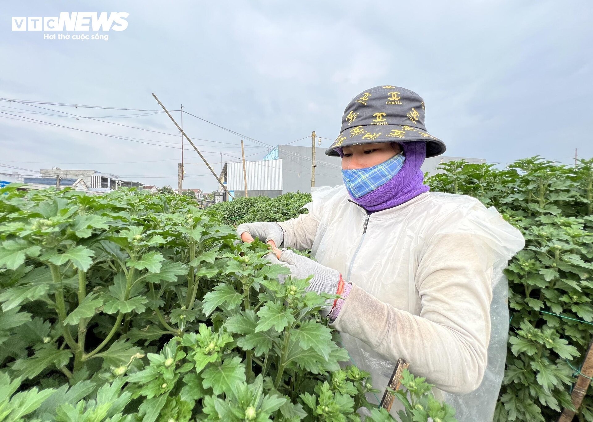 Thủ phủ hoa cúc miền Trung vào vụ Tết, nông dân bội thu - Ảnh 1.