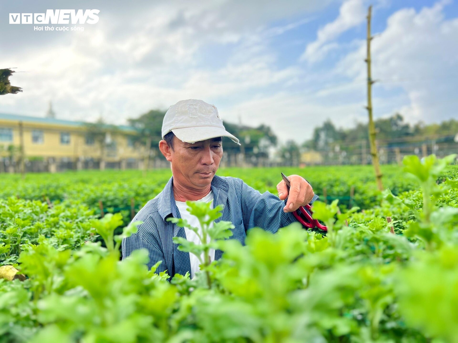 Thủ phủ hoa cúc miền Trung vào vụ Tết, nông dân bội thu - Ảnh 8.