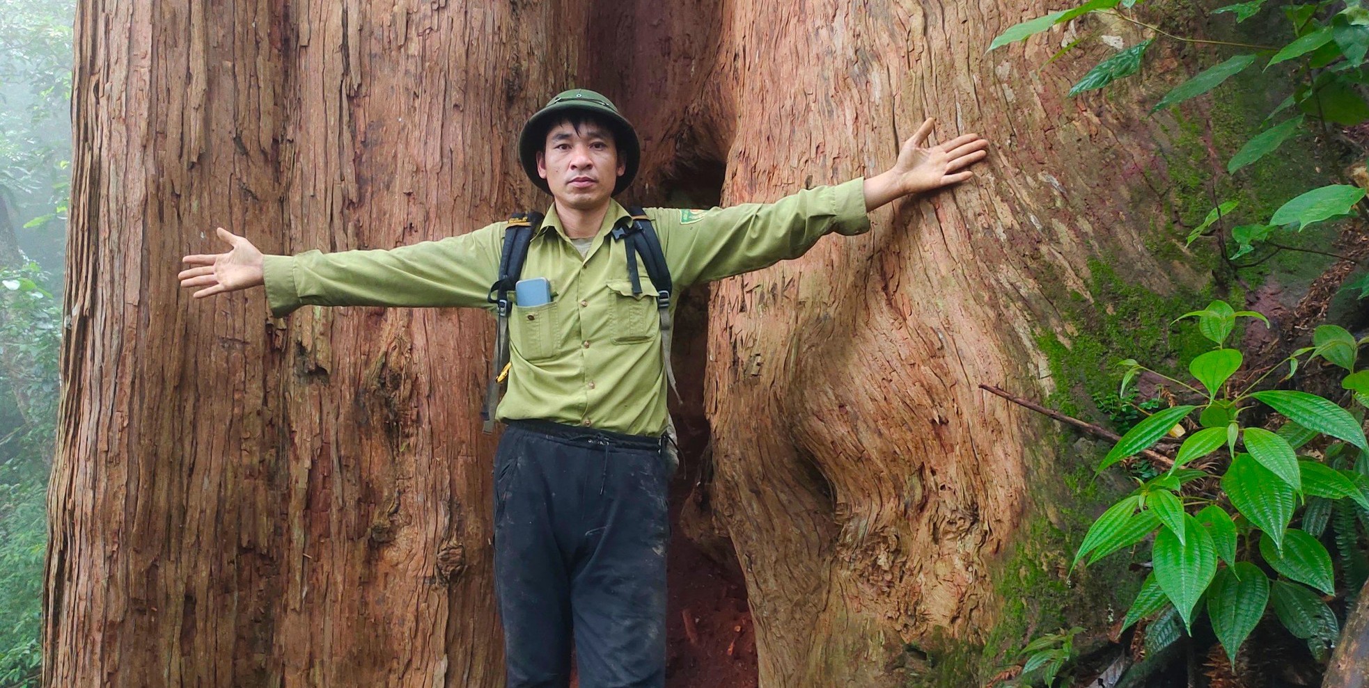 Ngắm cổ thụ Sa mu dầu hơn 2.000 tuổi trong lõi rừng già, được công nhận là cây di sản Việt Nam - Ảnh 10.