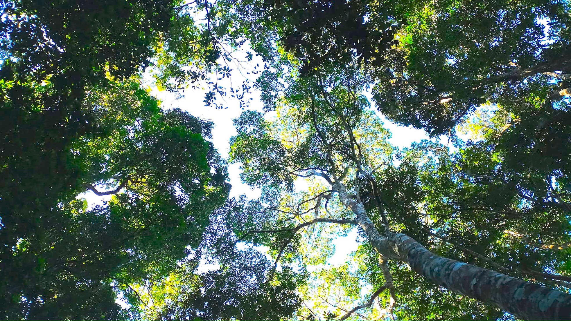 Ngắm cổ thụ Sa mu dầu hơn 2.000 tuổi trong lõi rừng già, được công nhận là cây di sản Việt Nam - Ảnh 14.