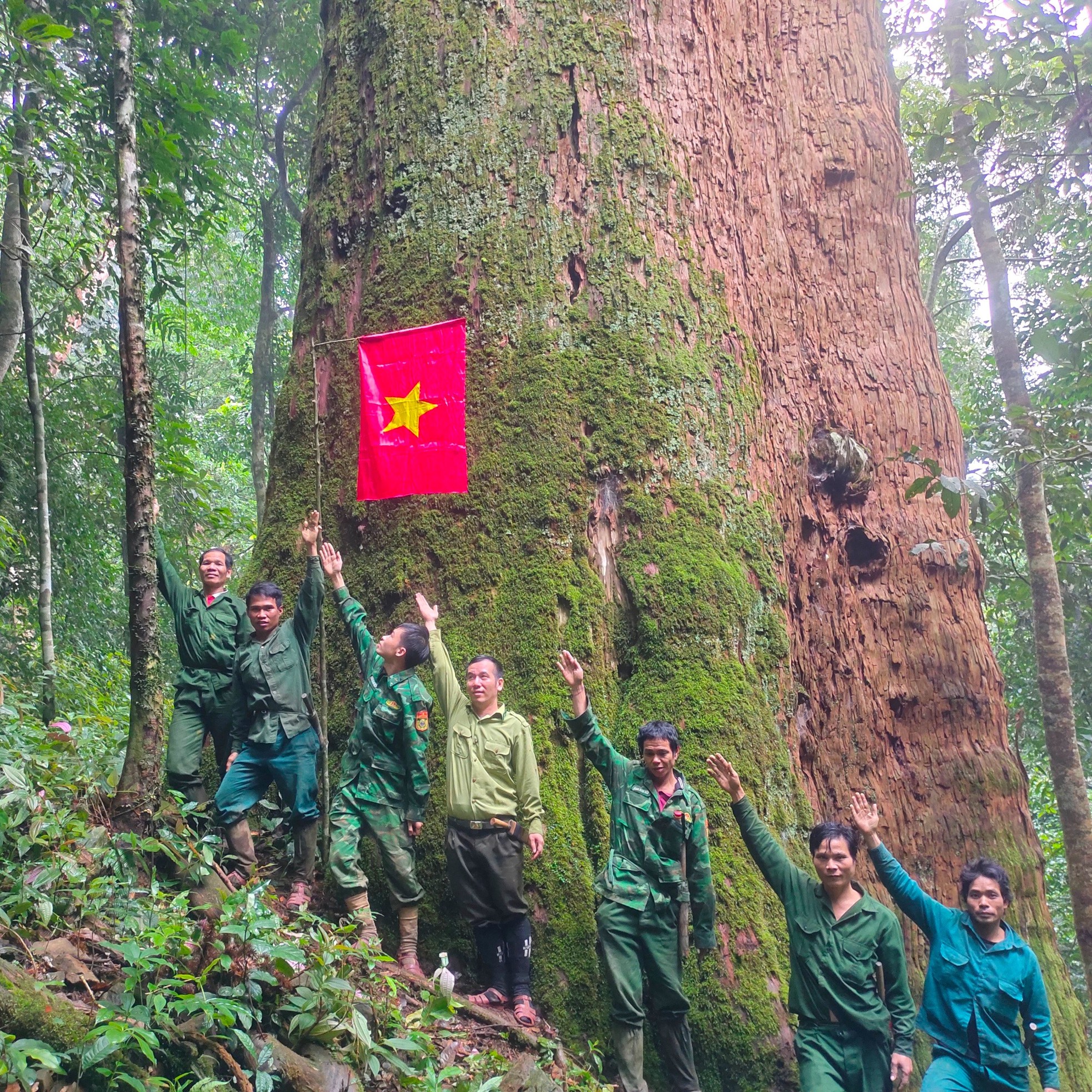 Ngắm cổ thụ Sa mu dầu hơn 2.000 tuổi trong lõi rừng già, được công nhận là cây di sản Việt Nam - Ảnh 3.