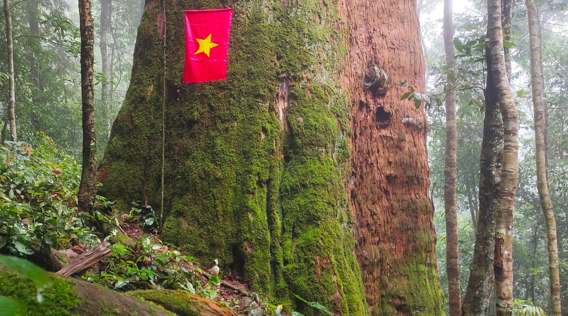 Ngắm cổ thụ Sa mu dầu hơn 2.000 tuổi trong lõi rừng già, được công nhận là cây di sản Việt Nam - Ảnh 7.