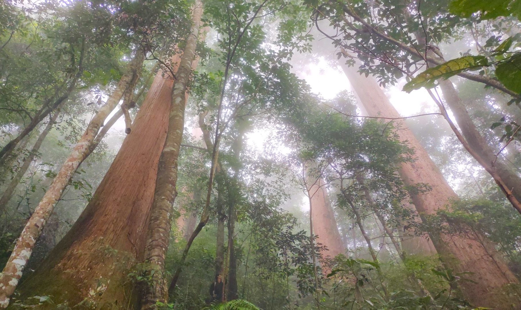 Ngắm cổ thụ Sa mu dầu hơn 2.000 tuổi trong lõi rừng già, được công nhận là cây di sản Việt Nam - Ảnh 5.