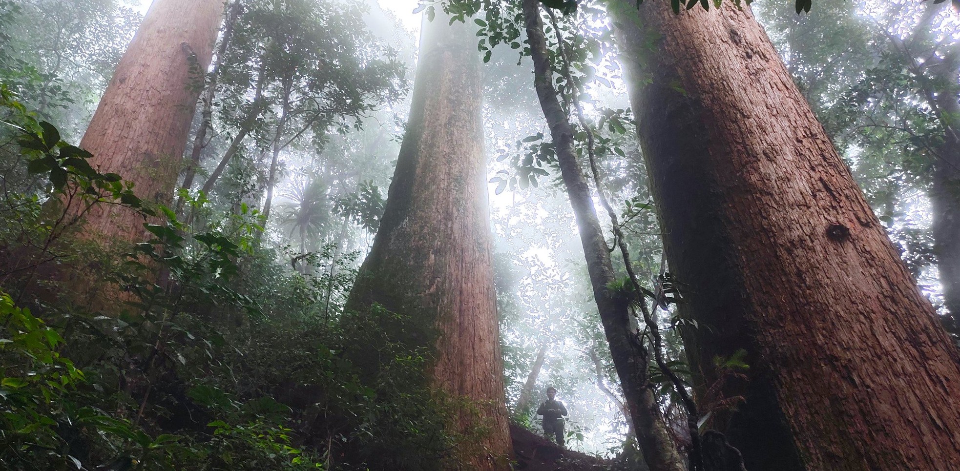 Ngắm cổ thụ Sa mu dầu hơn 2.000 tuổi trong lõi rừng già, được công nhận là cây di sản Việt Nam - Ảnh 8.