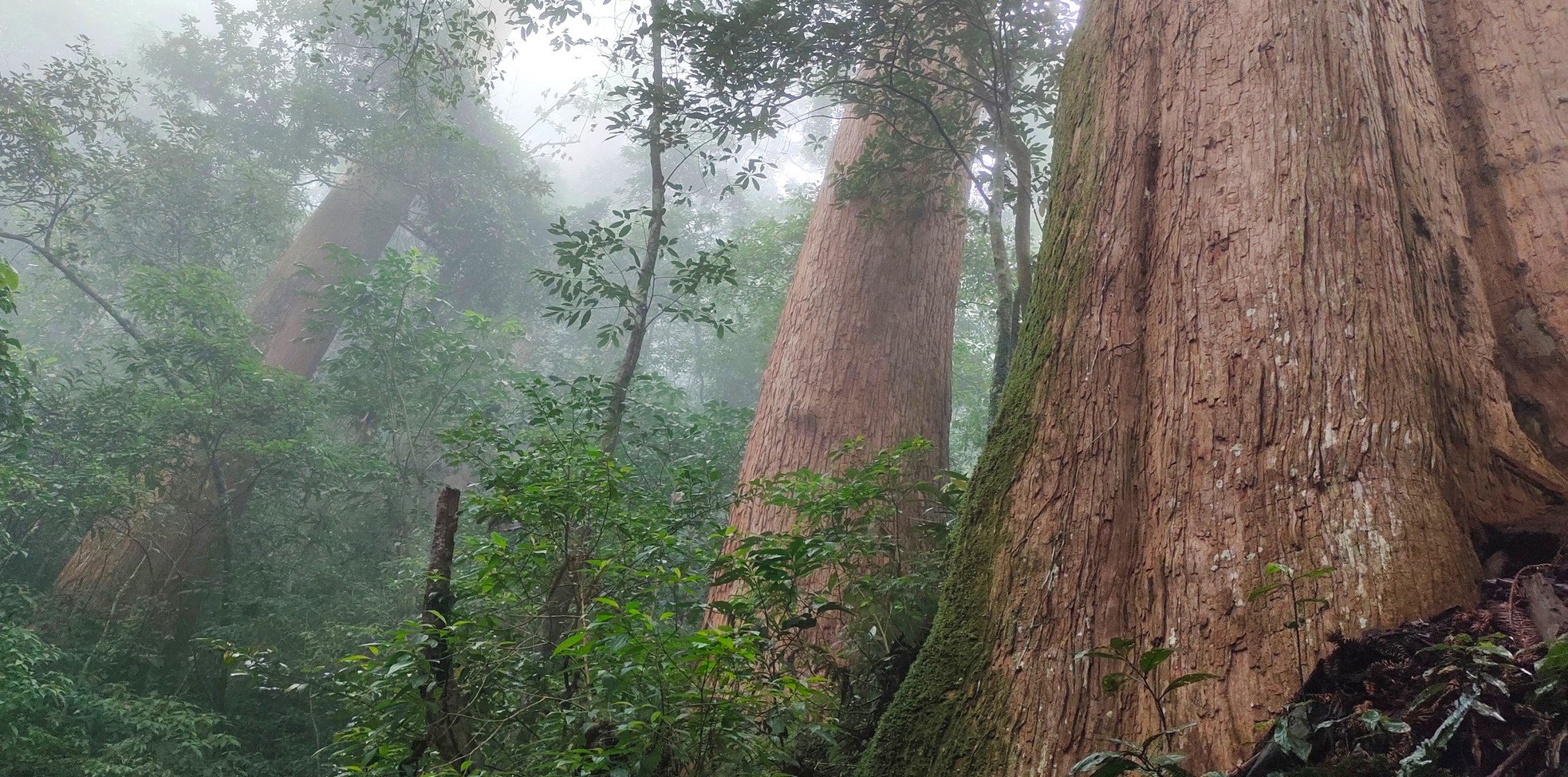Ngắm cổ thụ Sa mu dầu hơn 2.000 tuổi trong lõi rừng già, được công nhận là cây di sản Việt Nam - Ảnh 9.