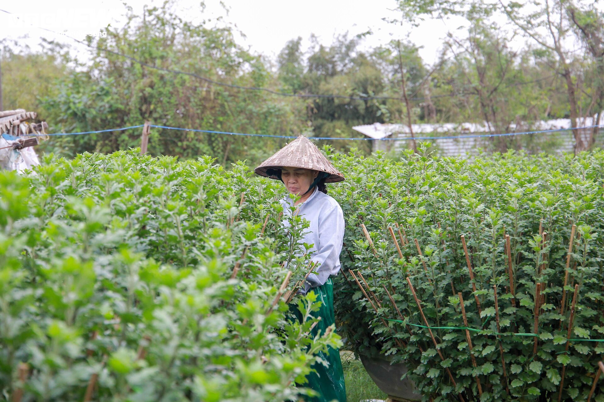 Lo&agrave;i hoa "đặc biệt" gi&uacute;p d&acirc;n xứ Huế thu trăm triệu dịp Tết - Ảnh 12.