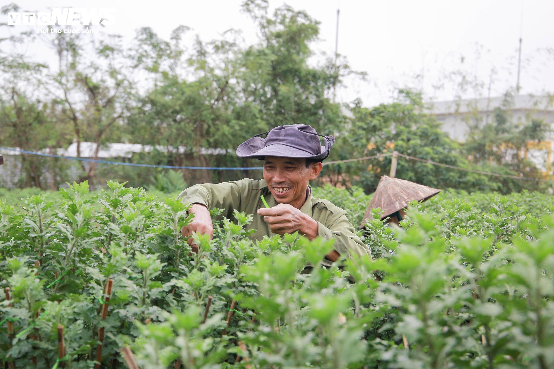 Lo&agrave;i hoa "đặc biệt" gi&uacute;p d&acirc;n xứ Huế thu trăm triệu dịp Tết - Ảnh 3.