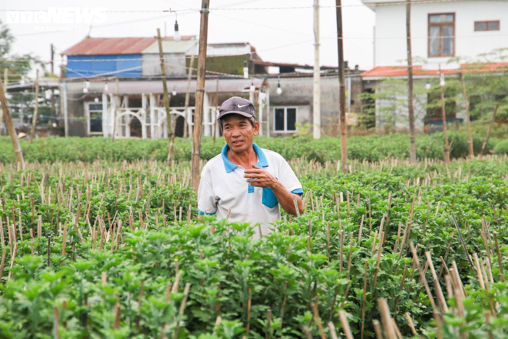 Lo&agrave;i hoa "đặc biệt" gi&uacute;p d&acirc;n xứ Huế thu trăm triệu dịp Tết - Ảnh 4.