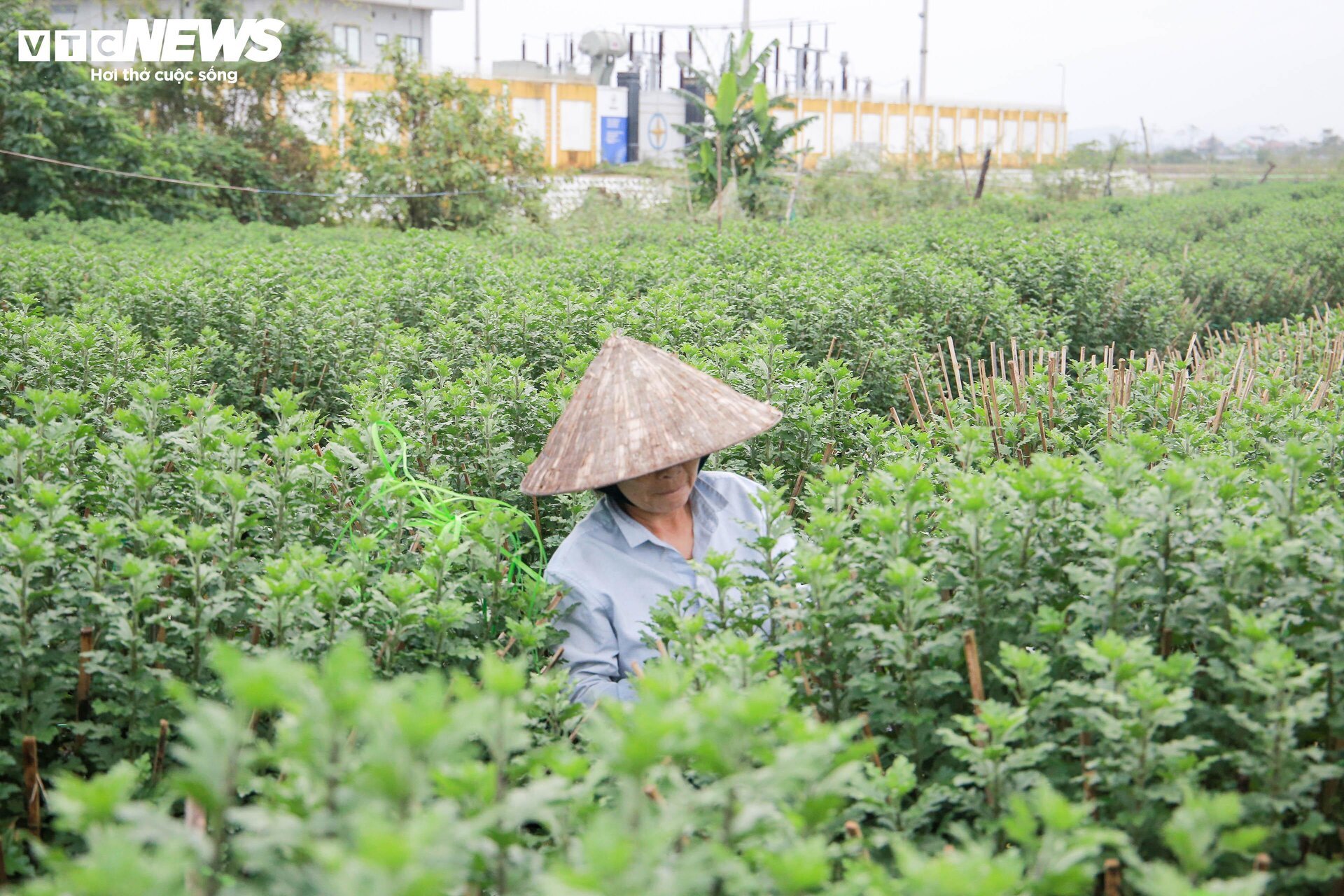 Lo&agrave;i hoa "đặc biệt" gi&uacute;p d&acirc;n xứ Huế thu trăm triệu dịp Tết - Ảnh 1.