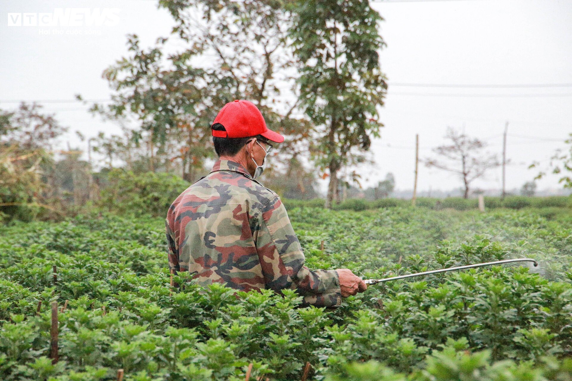 Lo&agrave;i hoa "đặc biệt" gi&uacute;p d&acirc;n xứ Huế thu trăm triệu dịp Tết - Ảnh 2.