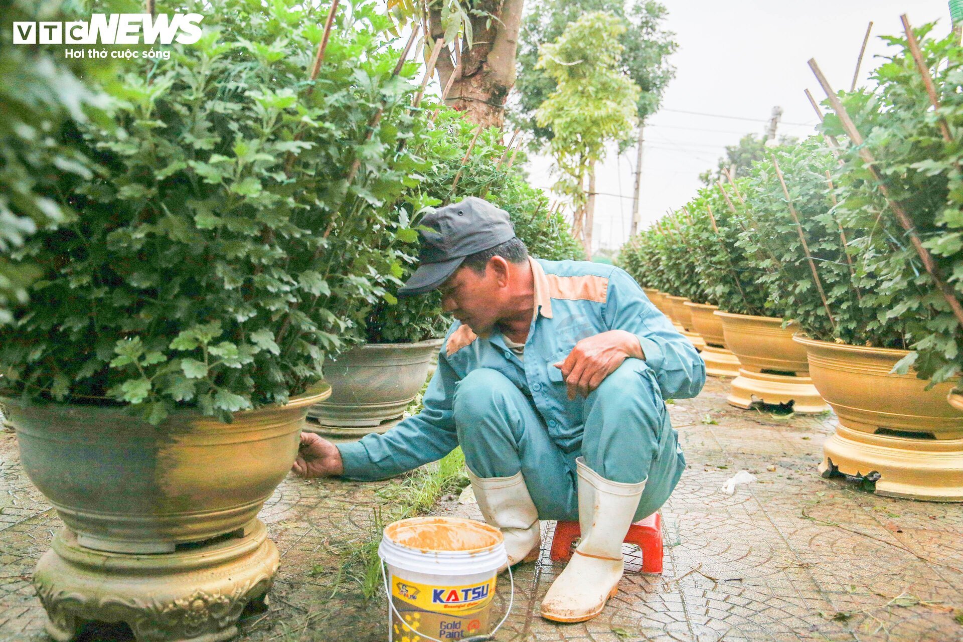 Lo&agrave;i hoa "đặc biệt" gi&uacute;p d&acirc;n xứ Huế thu trăm triệu dịp Tết - Ảnh 10.