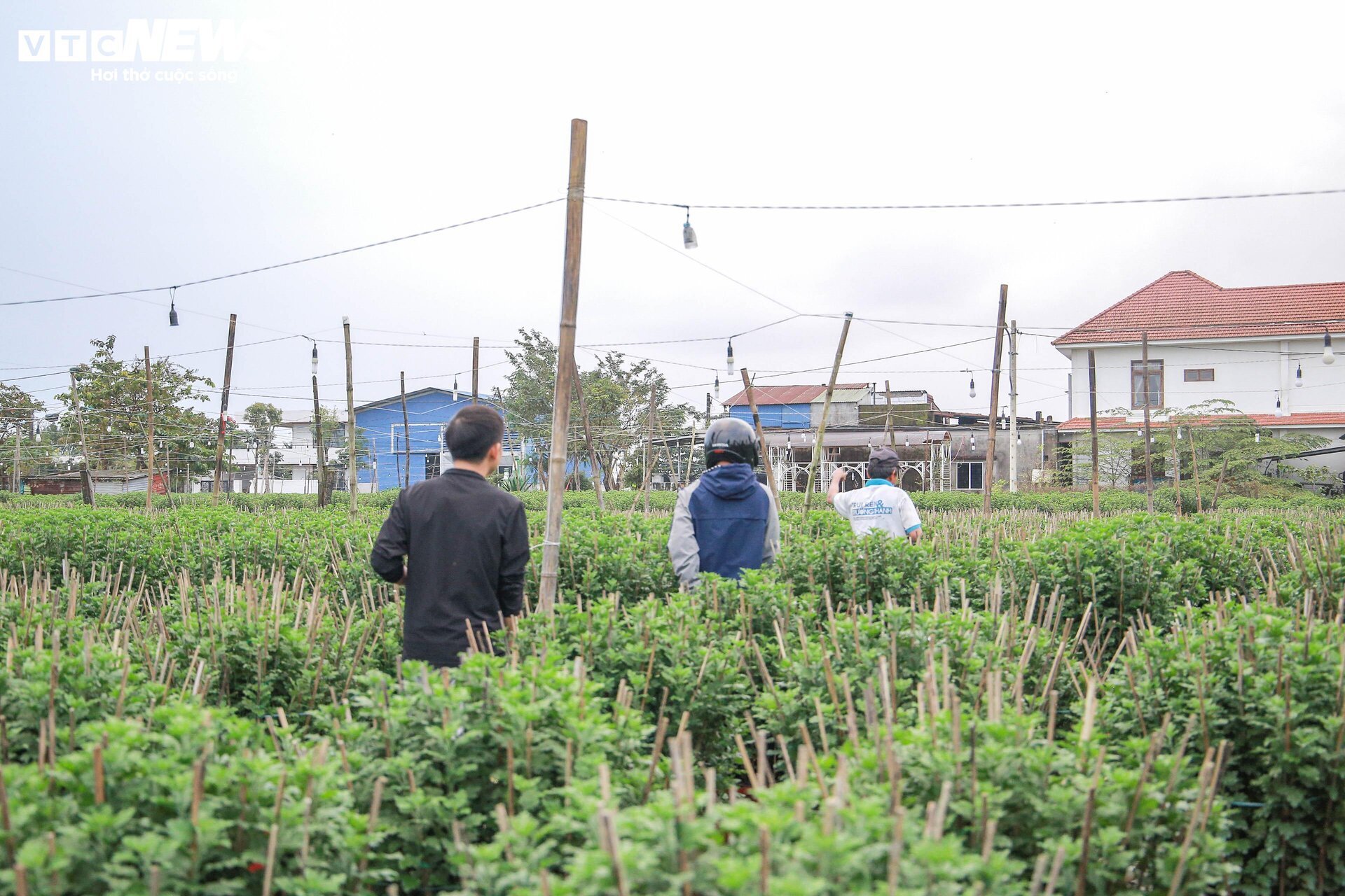 Lo&agrave;i hoa "đặc biệt" gi&uacute;p d&acirc;n xứ Huế thu trăm triệu dịp Tết - Ảnh 8.