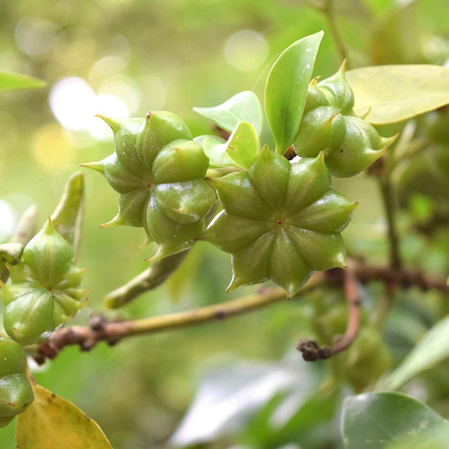 Việt Nam có 1 loại hoa được coi là “báu vật” trời ban, cực hiếm trên thế giới, lại tốt cho sức khỏe - Ảnh 1.