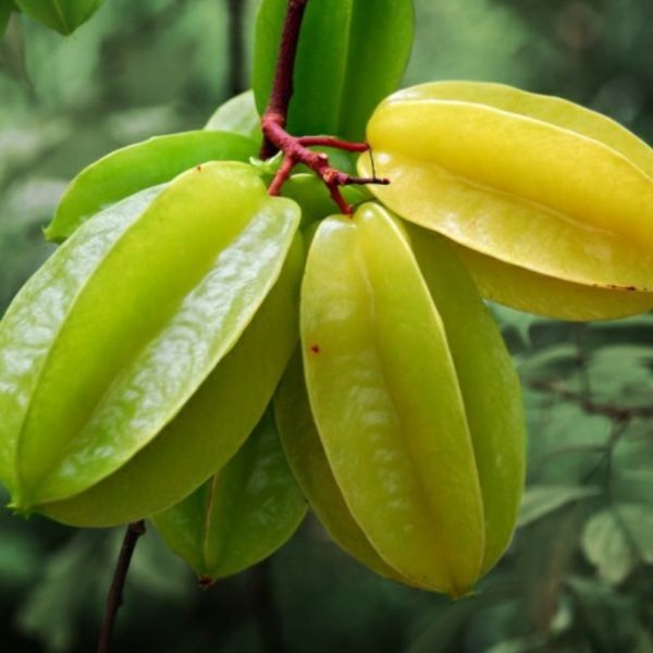 averrhoa-carambola1a-1-725-1728783445778-1728783446406914541025.jpg