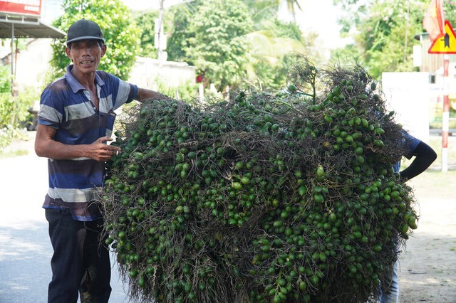 Giá cau tươi liên tục vụt tăng, 1 tấn cau tươi bằng cả lượng vàng, người trồng cau lãi lớn, thừa nhận là &quot;chuyện xưa nay hiếm có&quot; - Ảnh 1.