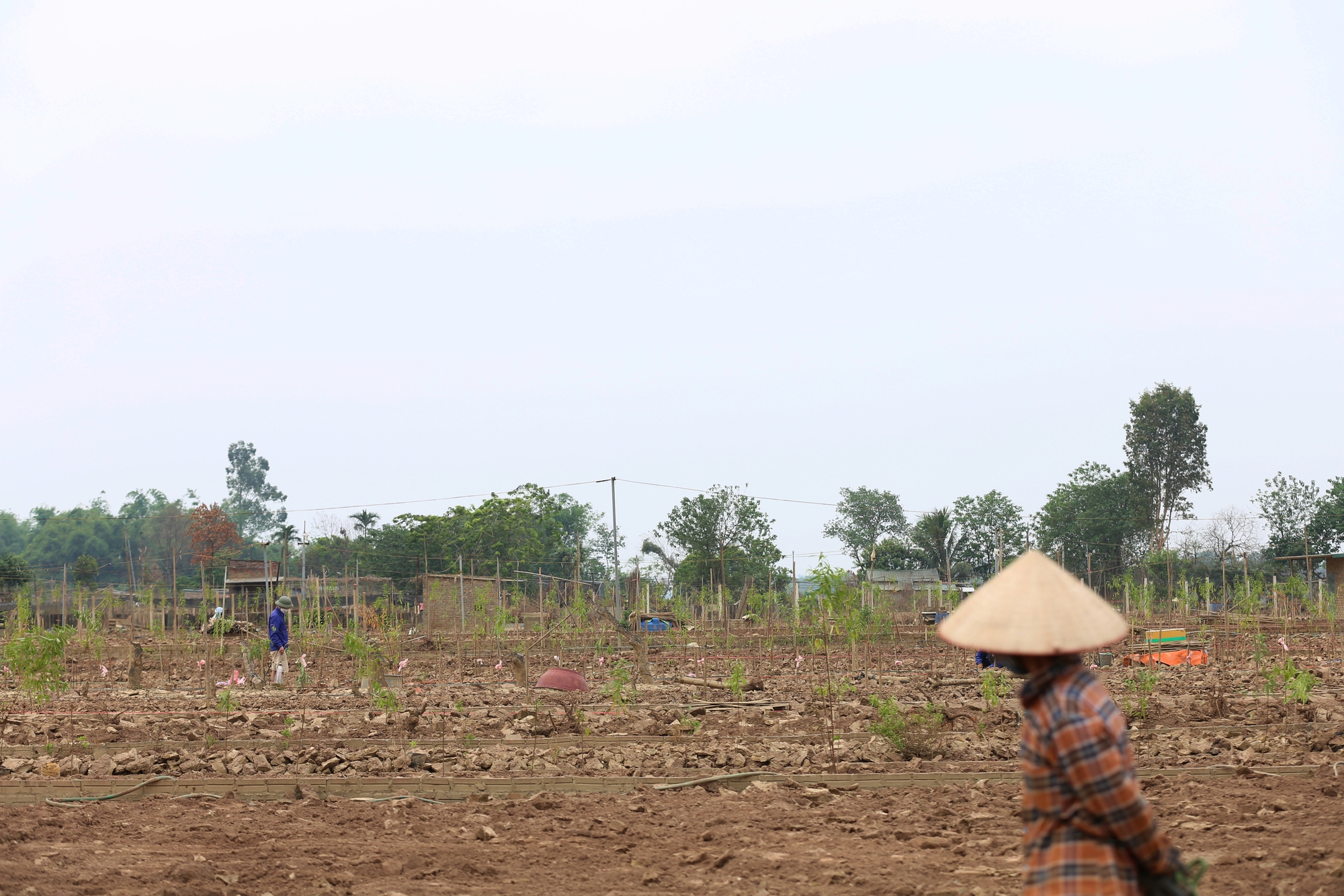 Trắng tay sau lũ vì những cành đào chết khô, người dân Nhật Tân giờ phải... trồng rau, hoa cúc để bán Tết- Ảnh 8.