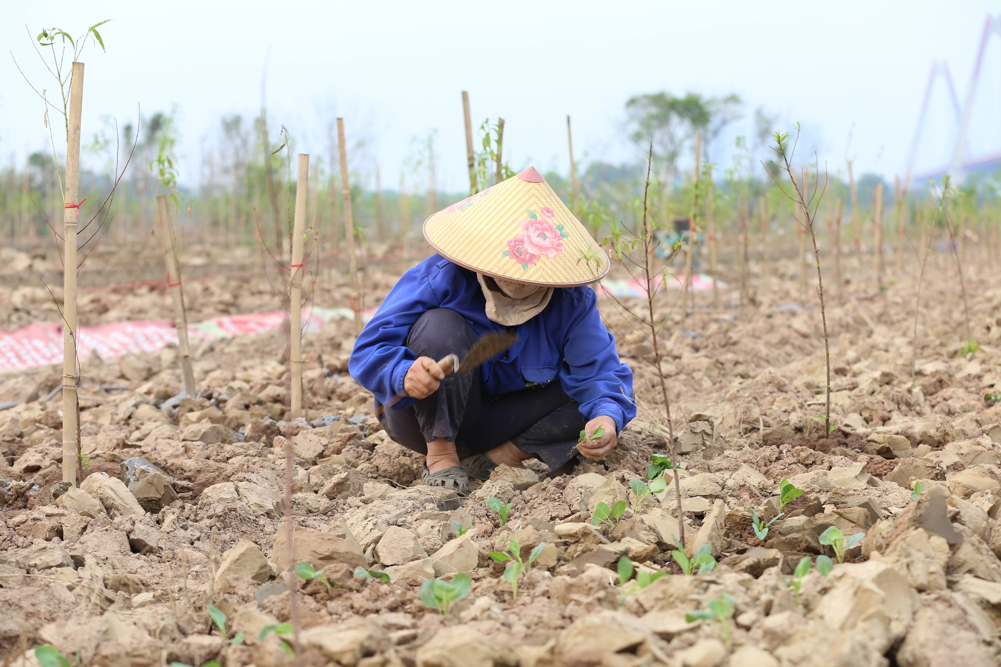 Trắng tay sau lũ vì những cành đào chết khô, người dân Nhật Tân giờ phải... trồng rau, hoa cúc để bán Tết- Ảnh 14.