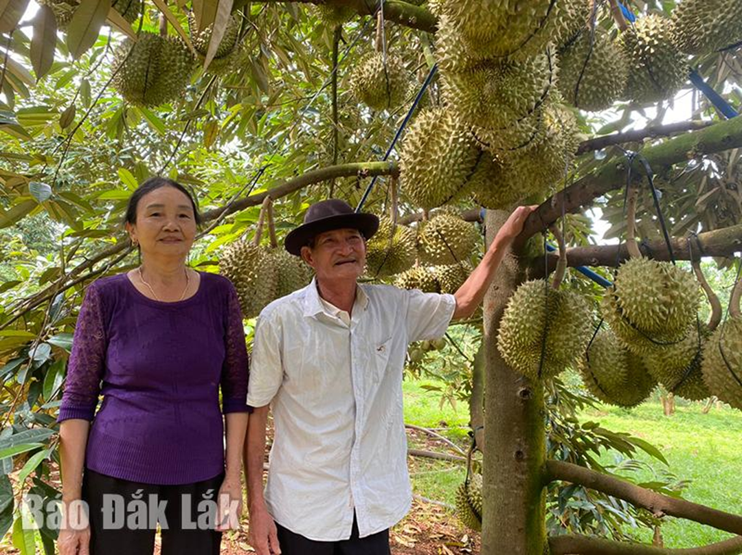 Ở nhà trồng 1 loại cây &quot;quý như vàng&quot;, ông nông dân nhẹ nhàng kiếm hơn 1 tỷ đồng- Ảnh 1.