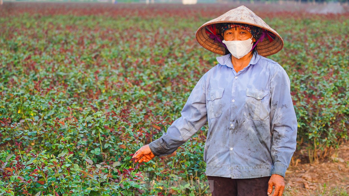 Nông dân làng hoa Mê Linh mất mùa 20/10, &quot;mót&quot; từng bông hồng để bán - Ảnh 5.