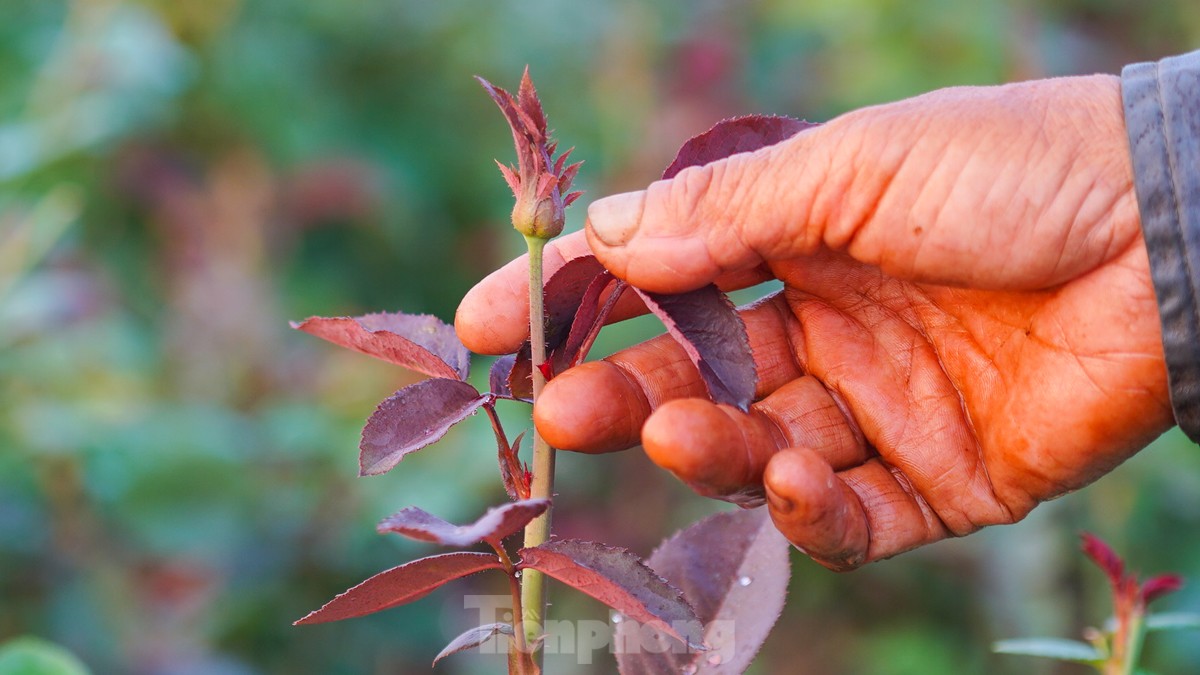 Nông dân làng hoa Mê Linh mất mùa 20/10, &quot;mót&quot; từng bông hồng để bán - Ảnh 6.