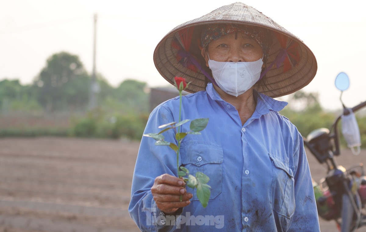 Nông dân làng hoa Mê Linh mất mùa 20/10, &quot;mót&quot; từng bông hồng để bán - Ảnh 7.