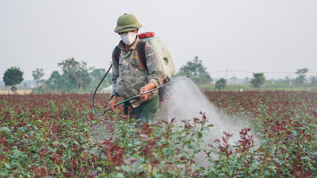 Nông dân làng hoa Mê Linh mất mùa 20/10, &quot;mót&quot; từng bông hồng để bán - Ảnh 3.