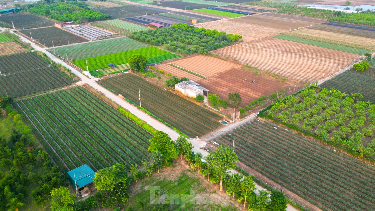 Nông dân làng hoa Mê Linh mất mùa 20/10, &quot;mót&quot; từng bông hồng để bán - Ảnh 2.