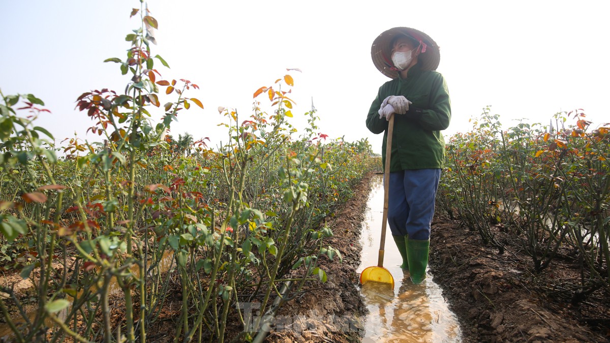 Nông dân làng hoa Mê Linh mất mùa 20/10, &quot;mót&quot; từng bông hồng để bán - Ảnh 12.