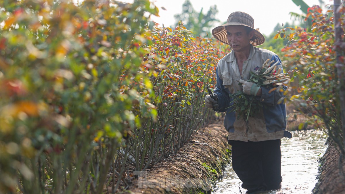 Nông dân làng hoa Mê Linh mất mùa 20/10, &quot;mót&quot; từng bông hồng để bán - Ảnh 8.